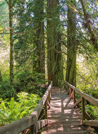 A wooden walkway through a lush, sunlit forest with tall trees and dense green foliage.